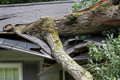 Tree fallen on house